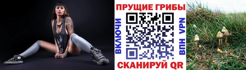 Псилоцибиновые грибы Psilocybe  Купить закладки  Бабушкин 